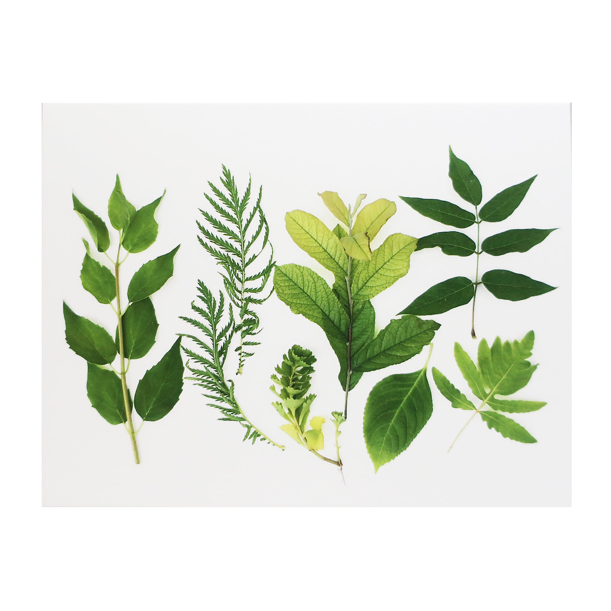 Blank Folding Greeting Card in Various Shades of Green Leaves Of Summer
